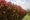 Image to render