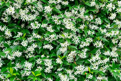 Jasmin Étoilé Grimpant (Trachelospermum Jasminoides) 2 - Achat en ligne