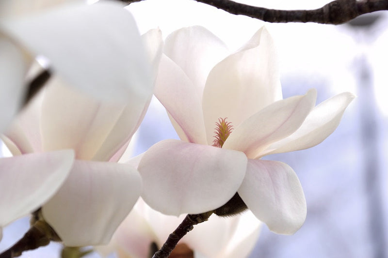 Magnolia Yulan en Tige (Denudata Double Diamond)
