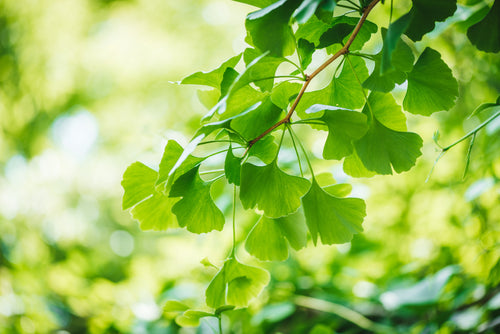 Ginkgo Biloba en touffe