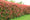 Image to render
