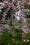 Cerisier Japonais pleureur à fleurs (Prunus Serrulata Kiku Shidare zakura) 1 - Achat en ligne