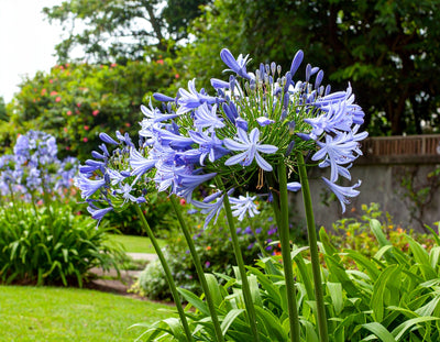Agapanthe (Agapanthus)