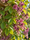 Image to render