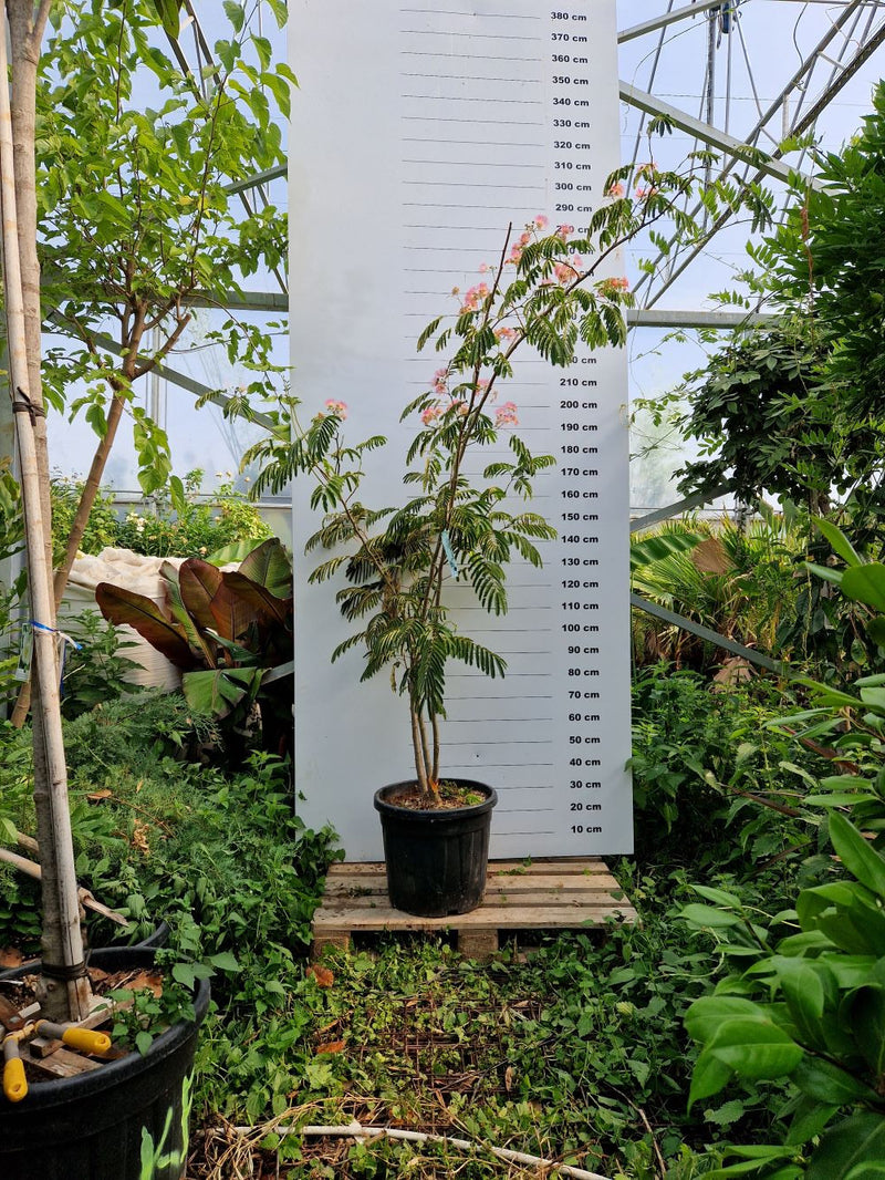 Albizia julibrissin 'Ombrella' en coupe cépée