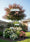 Image to render