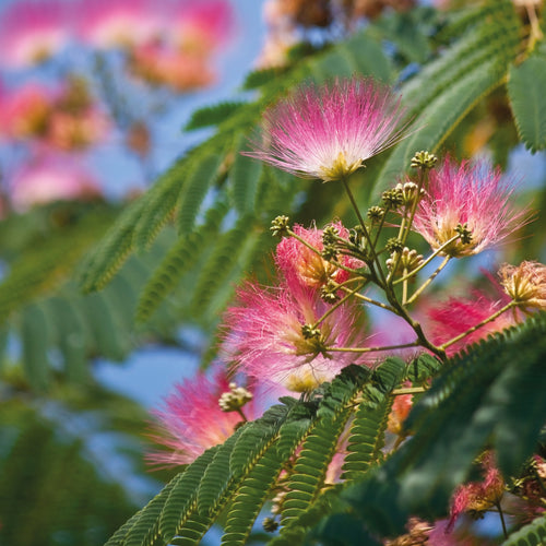 Albizia julibrissin 'Ombrella' en coupe cépée