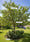 Image to render