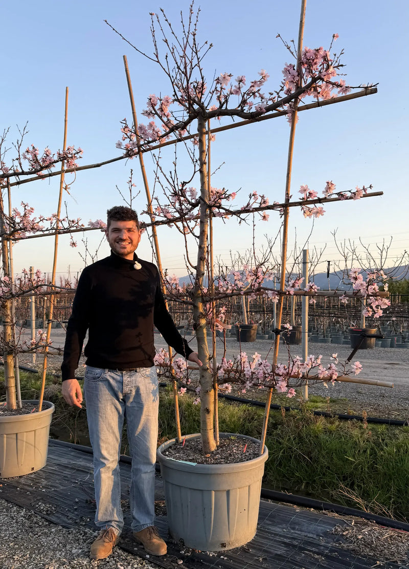 Amandier Palissade (Prunus Dulcis (Mandorlo) Santa Caterina)