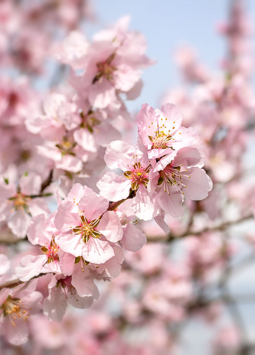 Amandier Palissade (Prunus Dulcis (Mandorlo) Santa Caterina)