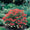 Image to render