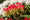 Image to render