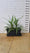 Jardinière 30L avec proposition Cordyline en 5L