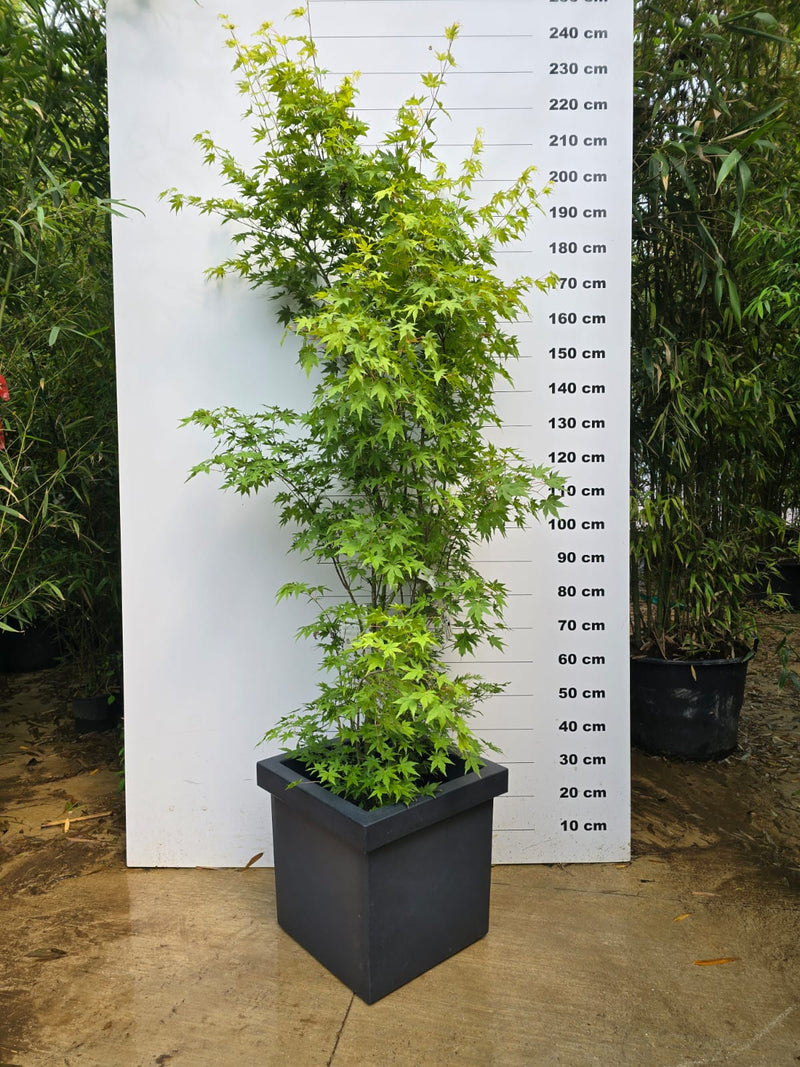 Pot Firenze - 60L 2 - Achat en ligne