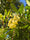 Image to render