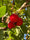 Image to render