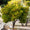 Image to render