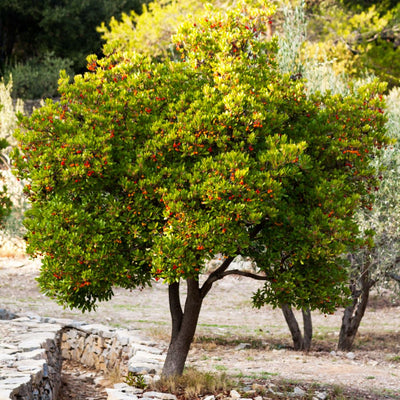 Arbousier (Arbutus unedo) 2 - Achat en ligne