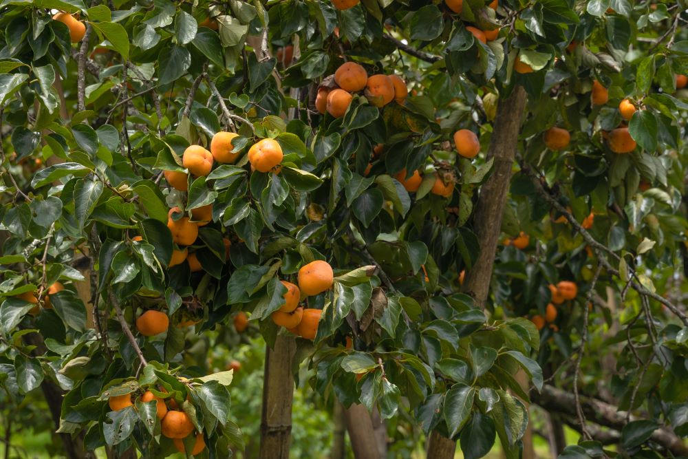 Diospyros Kaki (Plaqueminier) 2 - Achat en ligne