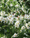 Image to render