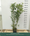 Bambou (Phyllostachys) Aureosulcata Aureocaulis 4 - Achat en ligne