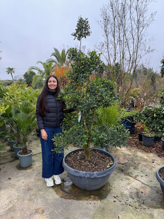 Camélia d’automne en pompon