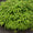 Bambusa Nana (Pleioblastus Pumilus) 4 - Achat en ligne