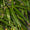 Image to render