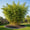 Image to render