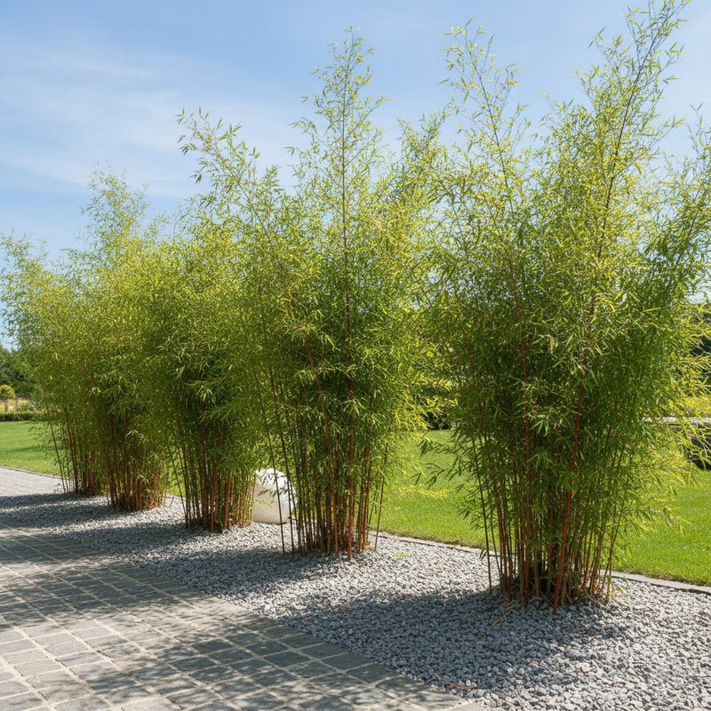 Bambou Fargesia Scabrida