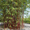 Image to render