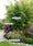 Image to render