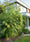 Image to render