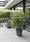 Image to render
