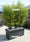 Image to render