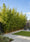 Image to render