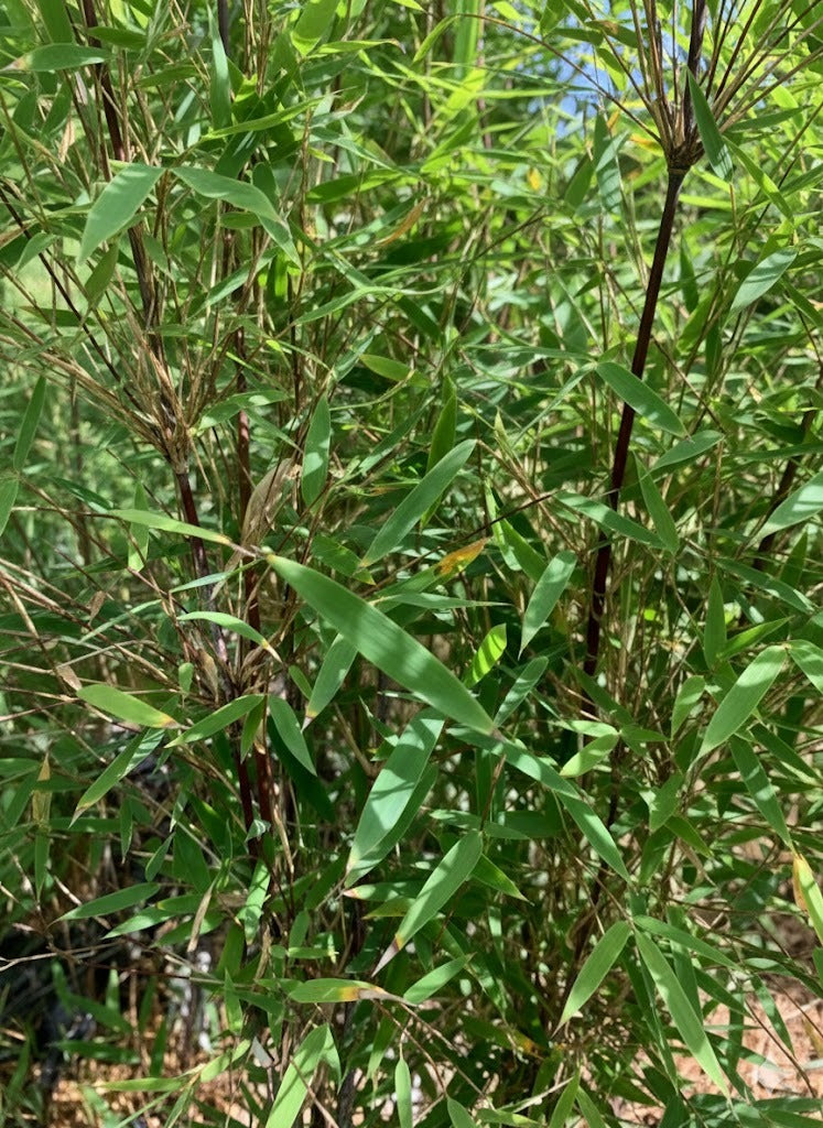 Bambou Fargesia Deep Purple