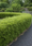Image to render