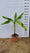 Bananier (Musa Basjoo Japonica) 4 - Achat en ligne