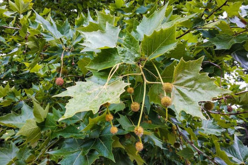 Platane (Platanus) 1 - Achat en ligne
