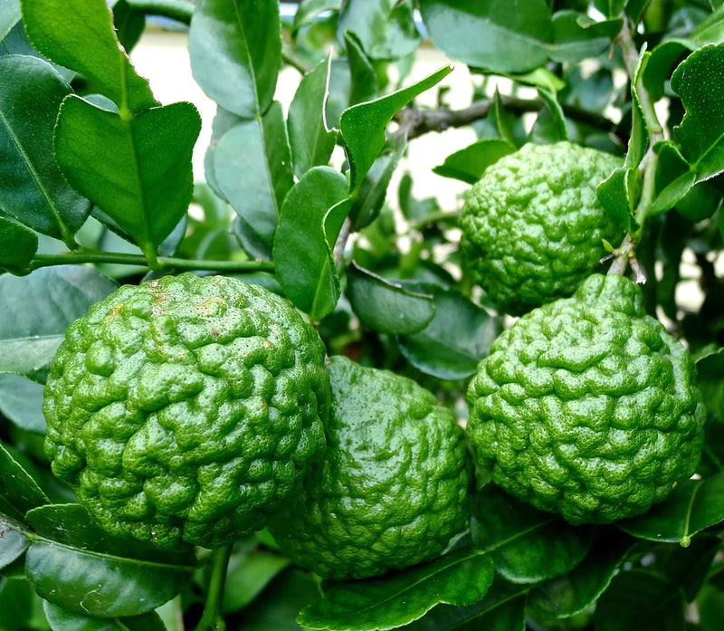 Citronnier Combava (Citrus Hystrix) 1 - Achat en ligne