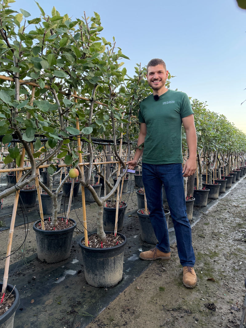 Palissade Pommier 'Belle de Boskoop'