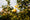 Citronnier Bergamote (Citrus bergamia) 2 - Achat en ligne