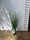Jonc glauque (Juncus inflexus Blue Arrows) 2 - Achat en ligne