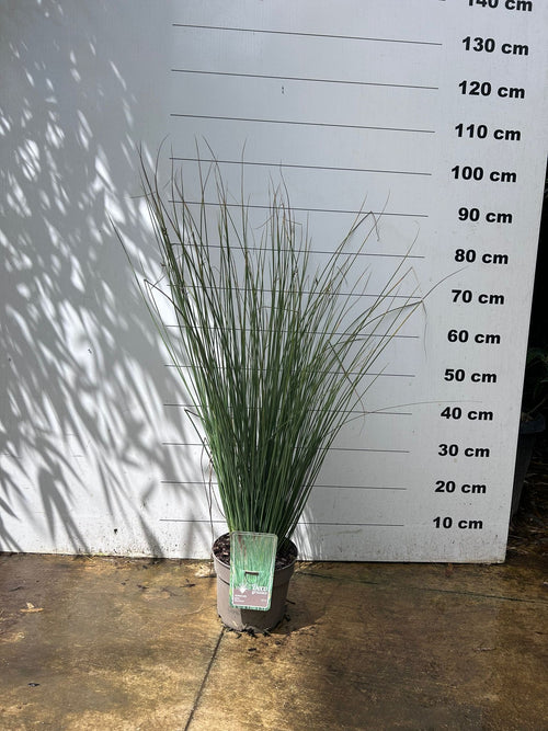Jonc glauque (Juncus inflexus Blue Arrows) 1 - Achat en ligne