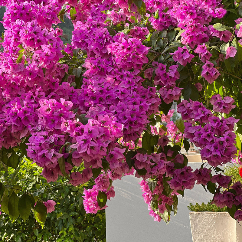 Bougainvillier (Bougainvillea)