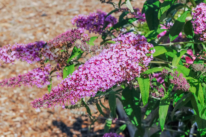 Buddleia (Budleja) 1 - Achat en ligne