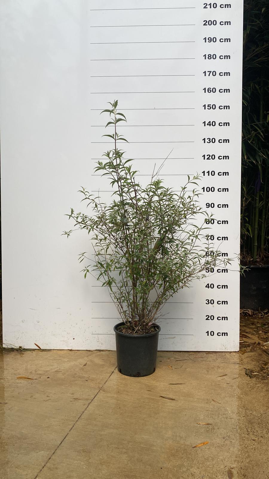 Buddleia (Budleja) 4 - Achat en ligne