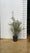 Buddleia (Budleja) 4 - Achat en ligne