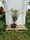 Acer Palmatum Butterfly 4 - Achat en ligne